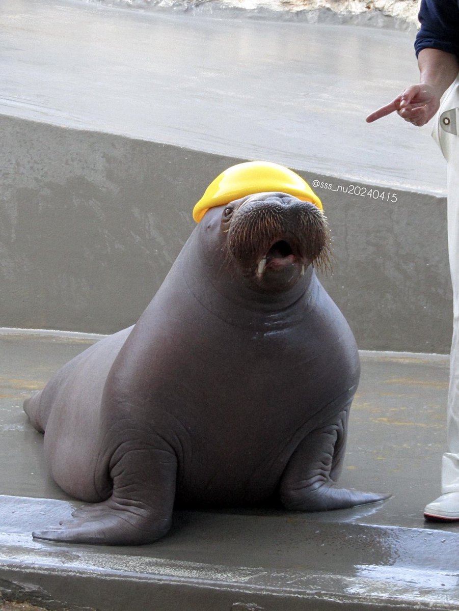 2025.12 👆❕ｵｳｯ👷‍♀ お帽子いちこ🪖💛💙 #うみたまご #セイウチ