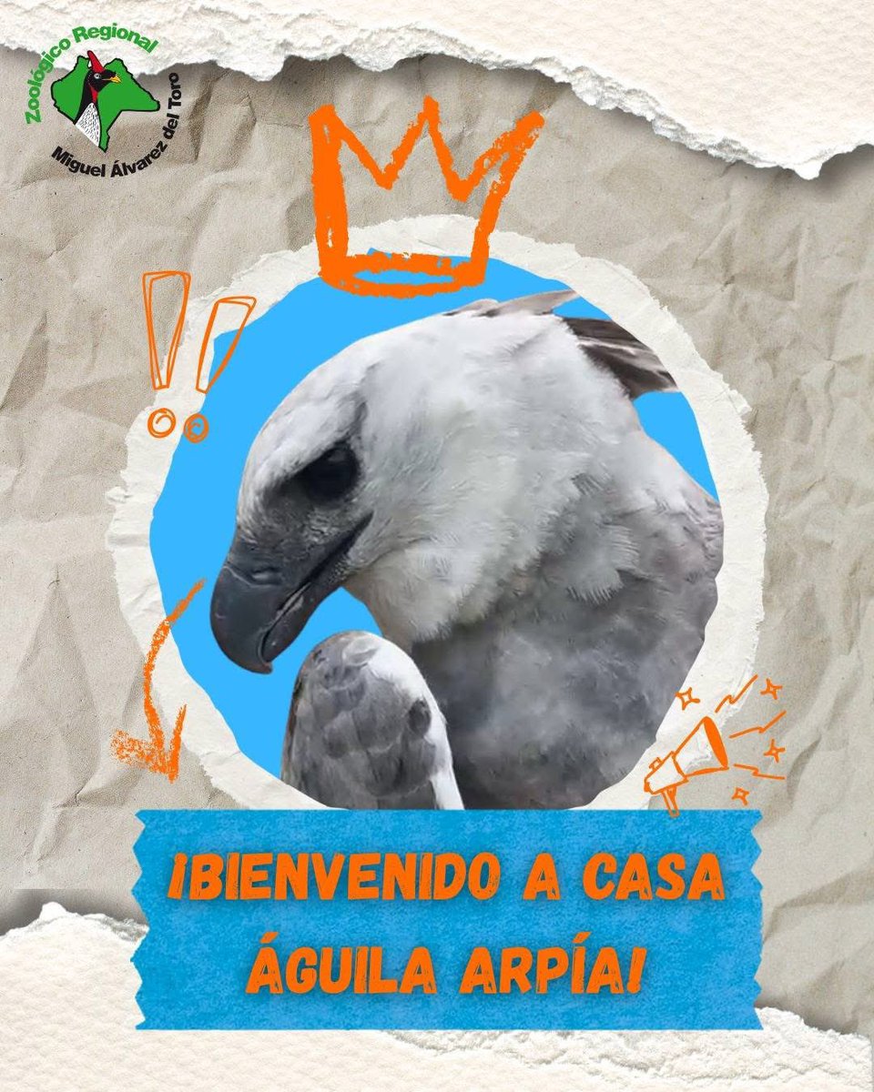 El Águila Arpía Regresa al ZooMAT de Chiapas Tras 29 Años

Tuxtla Gutiérrez.- El Zoológico Regional "Miguel Álvarez del Toro" (ZooMAT) de Tuxtla Gutiérrez anunció  la llegada de un ejemplar de Águila Arpía (Harpia harpyja)

libertadenchiapas.mx/2025/12/16/el-…
