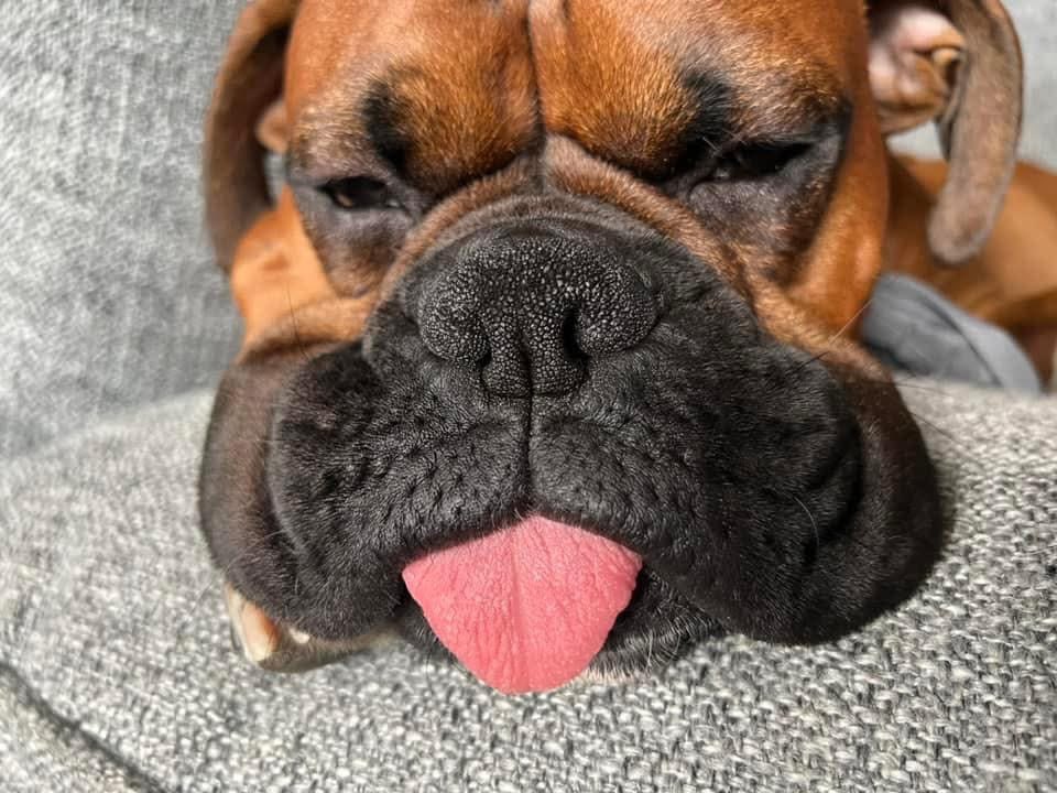 Zeus’s TOT  

#boxerpuppy #boxerdogs #boxerlife 
#boxerlovers #boxersrock #boxersoftwitter #boxerdogsoftwitter #dogsoftwitter #dogsofx