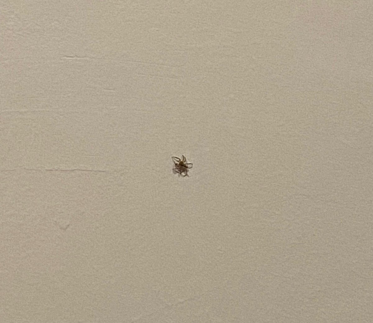 ChokiTarantula's tweet photo. Look! My friend dropped by to support me on my debut stream earlier, how sweet🥹
#Vtuber #VtuberEN #Spider #SpiderVtuber https://t.co/FiOdlgY0EU
