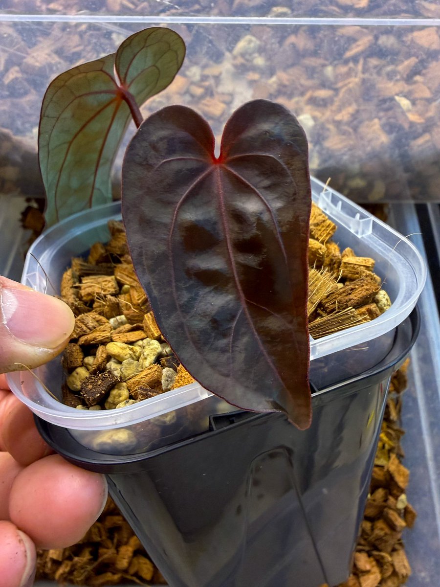 ぽん（acu's forest） (@acupom219) / Posts / X