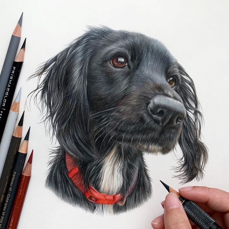 Please rate my work pencil drawing
🎉Taking orders now!
📩 mariearts40@gmail.com
🌍 Fast worldwide shipping