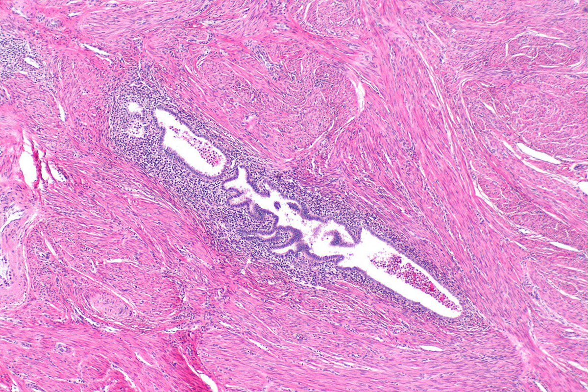Virtual Pathology Student Interest Group tweet media
