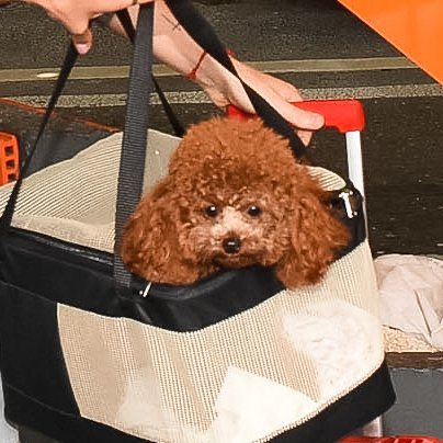 livinwonder's tweet image. she’s living her best life