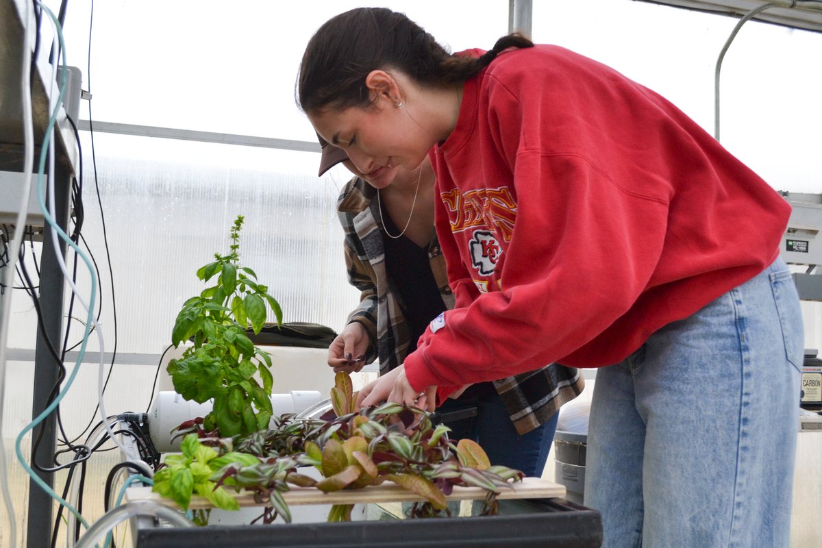 UARK BENG tweet media