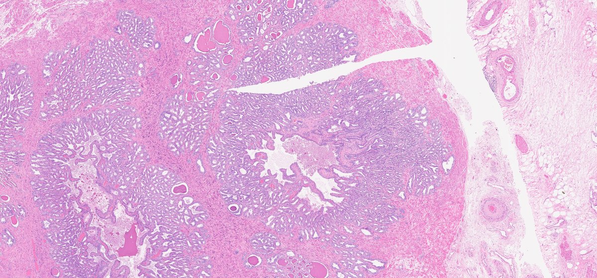 Ankur Sangoi tweet media