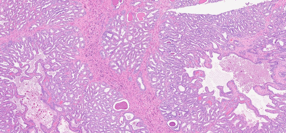 Ankur Sangoi tweet media