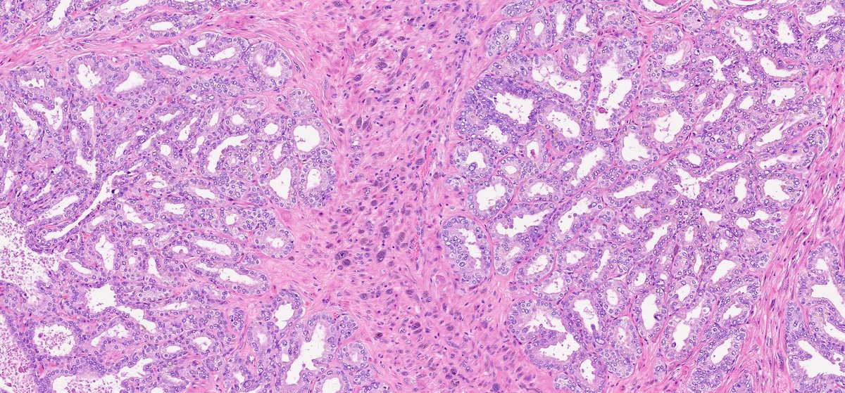 Ankur Sangoi tweet media