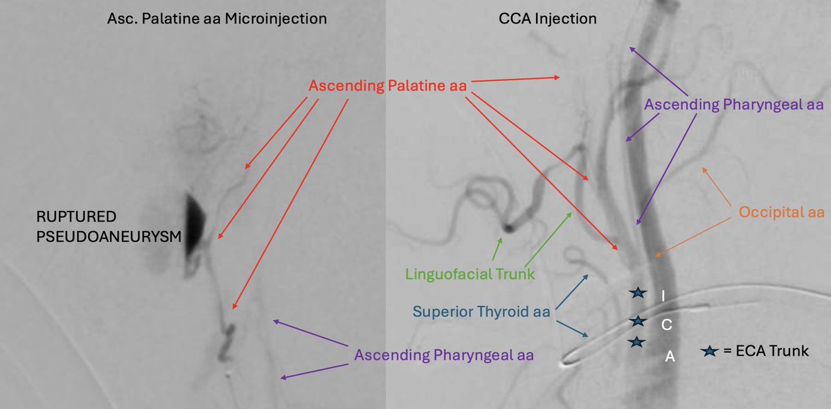 Tyler Scullen tweet media