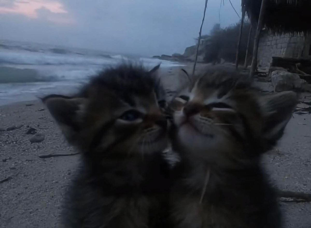 Miaw tweet media