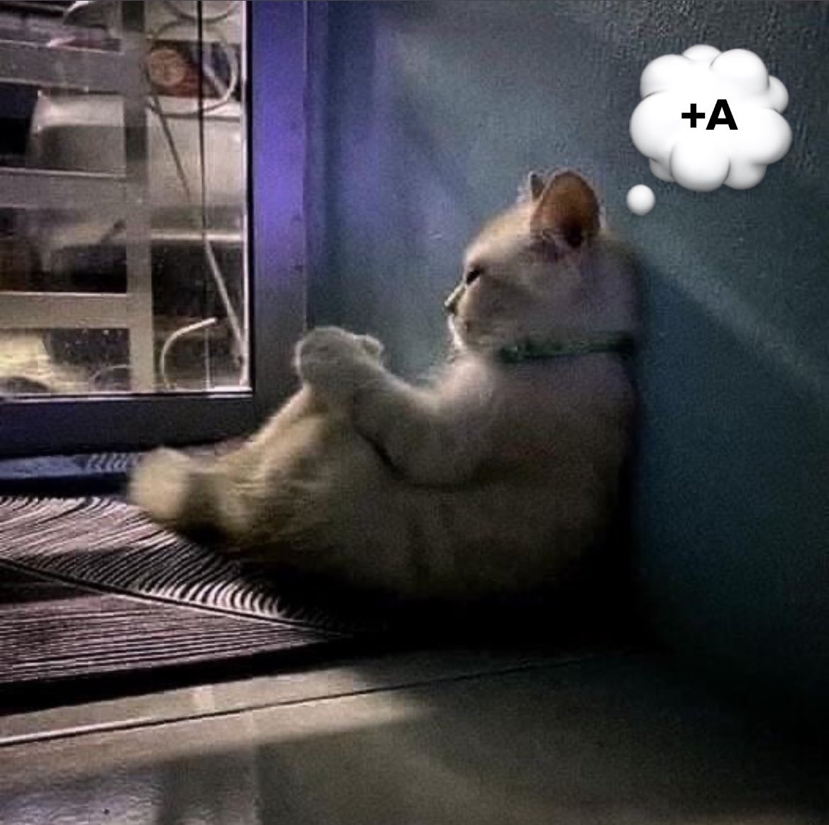 Blue (@lblluestar) on Twitter photo 