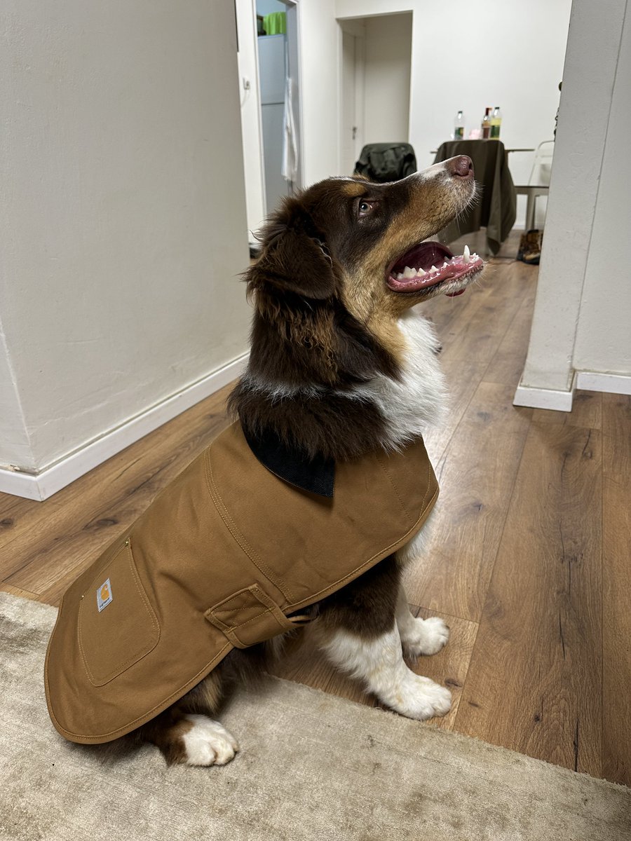 לא יודעת מה אתם לובשים, אבל הכלב שלי לובש קארהארט