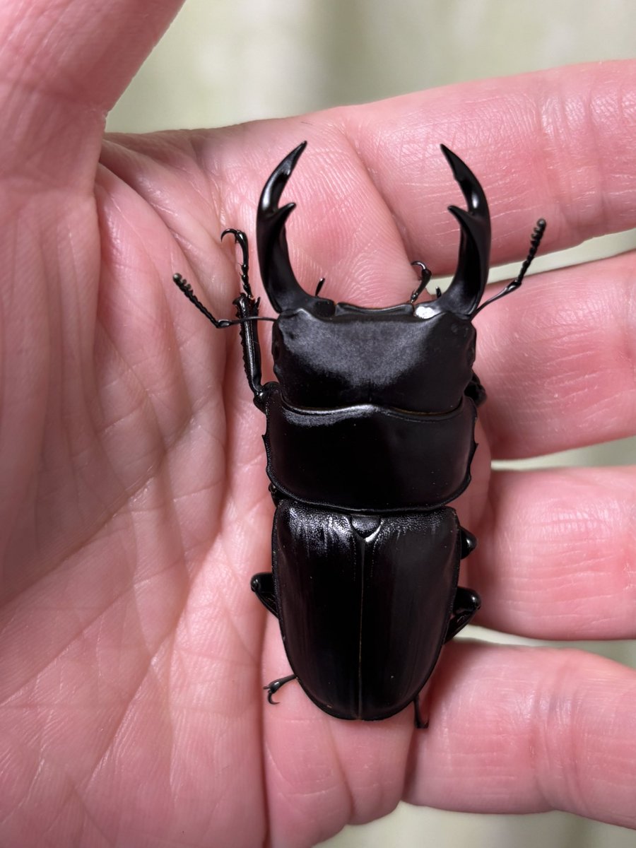 小さいけどやっぱり産地物のオオクワガタが好き🪲 宮城県産オオクワガタ