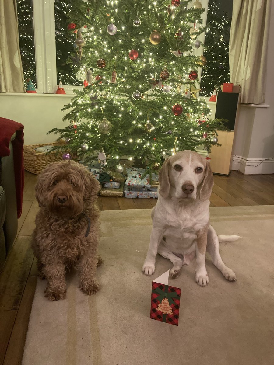 Thank you Auntie M <a href="/BookDiva43/">Melanie 😷📚~Jezabel 🐱~Isobel 🐶~Zula 🐱</a> for our special card wishing us “Warm and wonderful holidays” 

It’s truly magical to have friends like you 🥰 #beagle