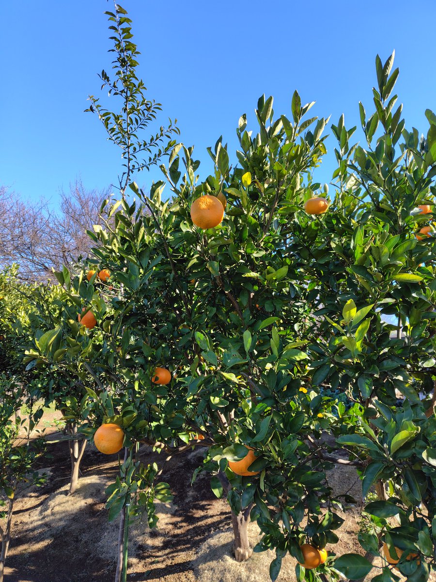 カサブランカ (@aruchan_0119) / Posts / X