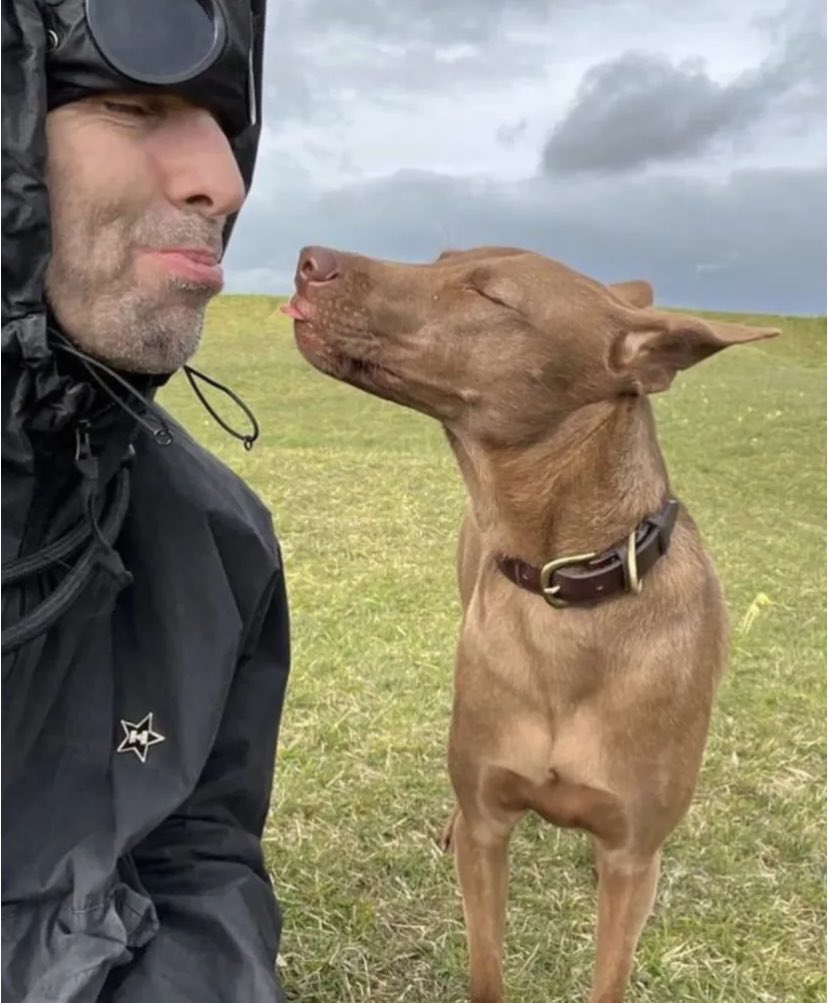 “Rescuing Buttons has been the best decision we’ve ever made. She brings so much happiness to our lives and everyone she meets.

We’re so lucky to have her. We’re obsessed. I thoroughly recommend adopting a homeless dog”