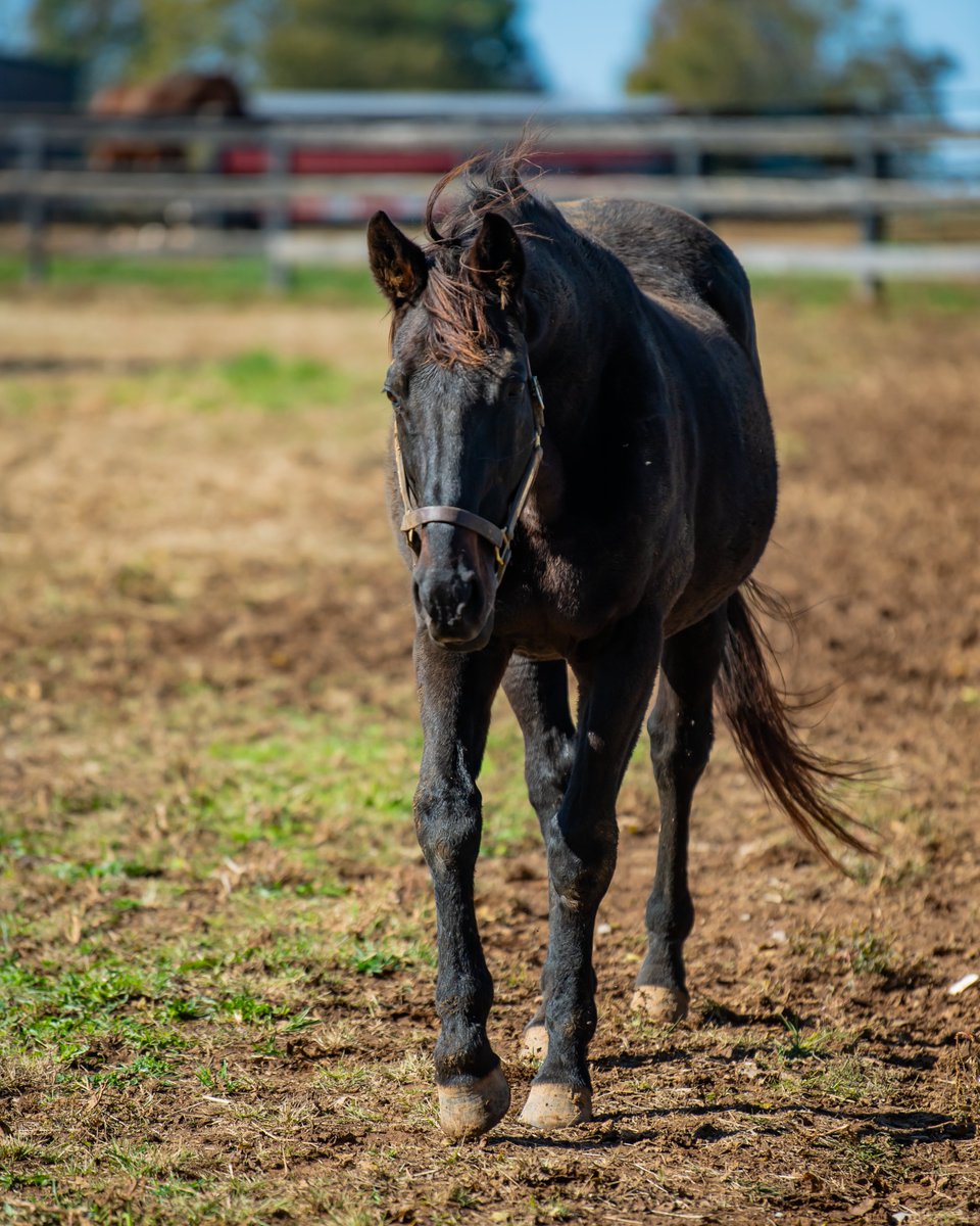Oldfriendsfarm's tweet image. Did you know Old Friends resident Bellamy Road's influence is also felt outside of horse racing?

His granddaughter Buncha Dinero won a round at this year's @LasVegasNFR &amp;amp; helped her rider Hayle Gibson-Stillwell finish fourth overall in the world standings!

📸 @PyroisMedia