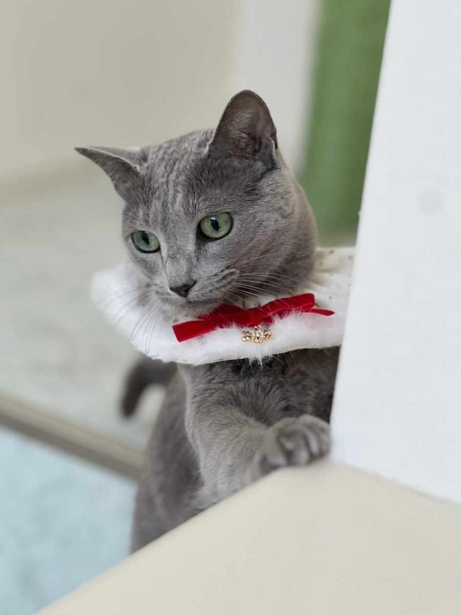 おはニャン🐈🐈 #ねこ #ロシアンブルー #リサリサとリリー #ねこのき