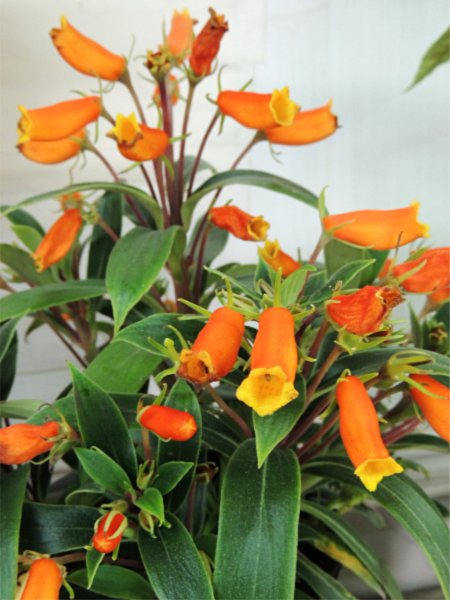 占いサロン順震(原宿当たる占い師5選、ヤフー占い売上No1占い師）12