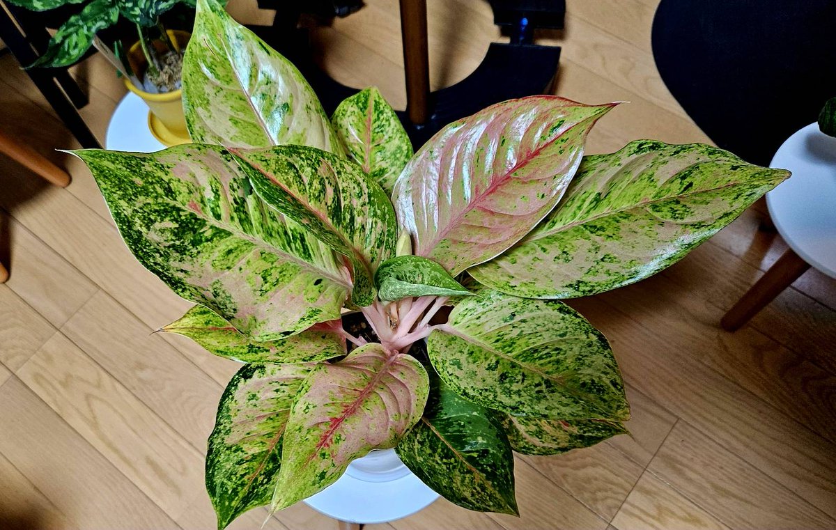 おはようございます アグラオネマ プラカイペットレッド #Aglaonema