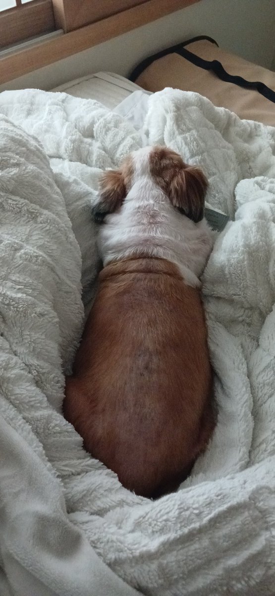 SNSはツチノコ見てればいいよ