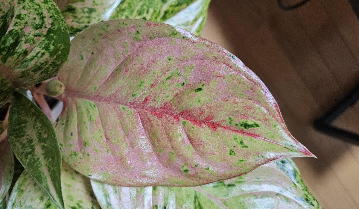 おはようございます アグラオネマ プラカイペットレッド #Aglaonema