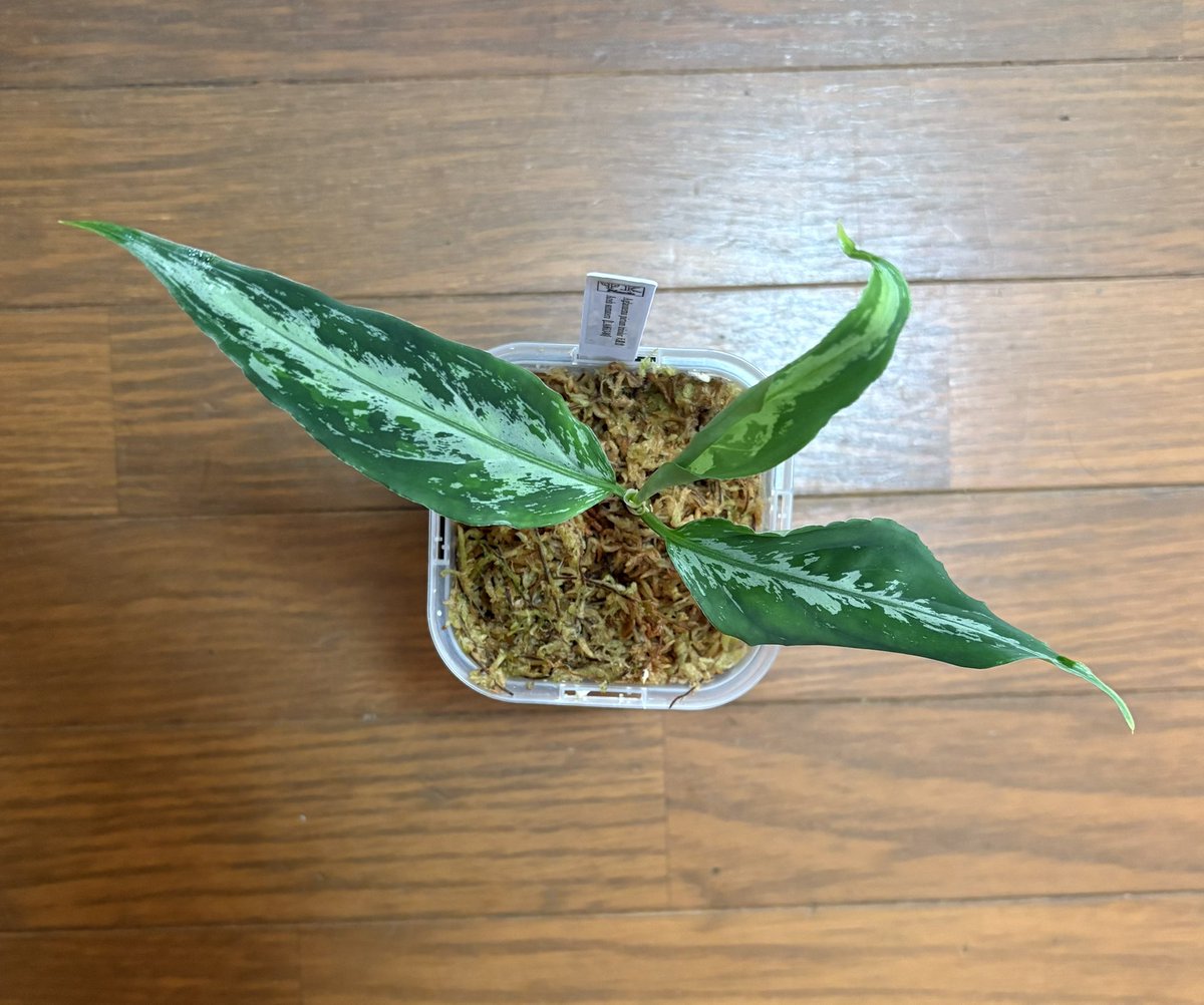 Y.KANETA Aquarium＆ Plants 🪴🐟 (@kaneta_y) / Posts / X