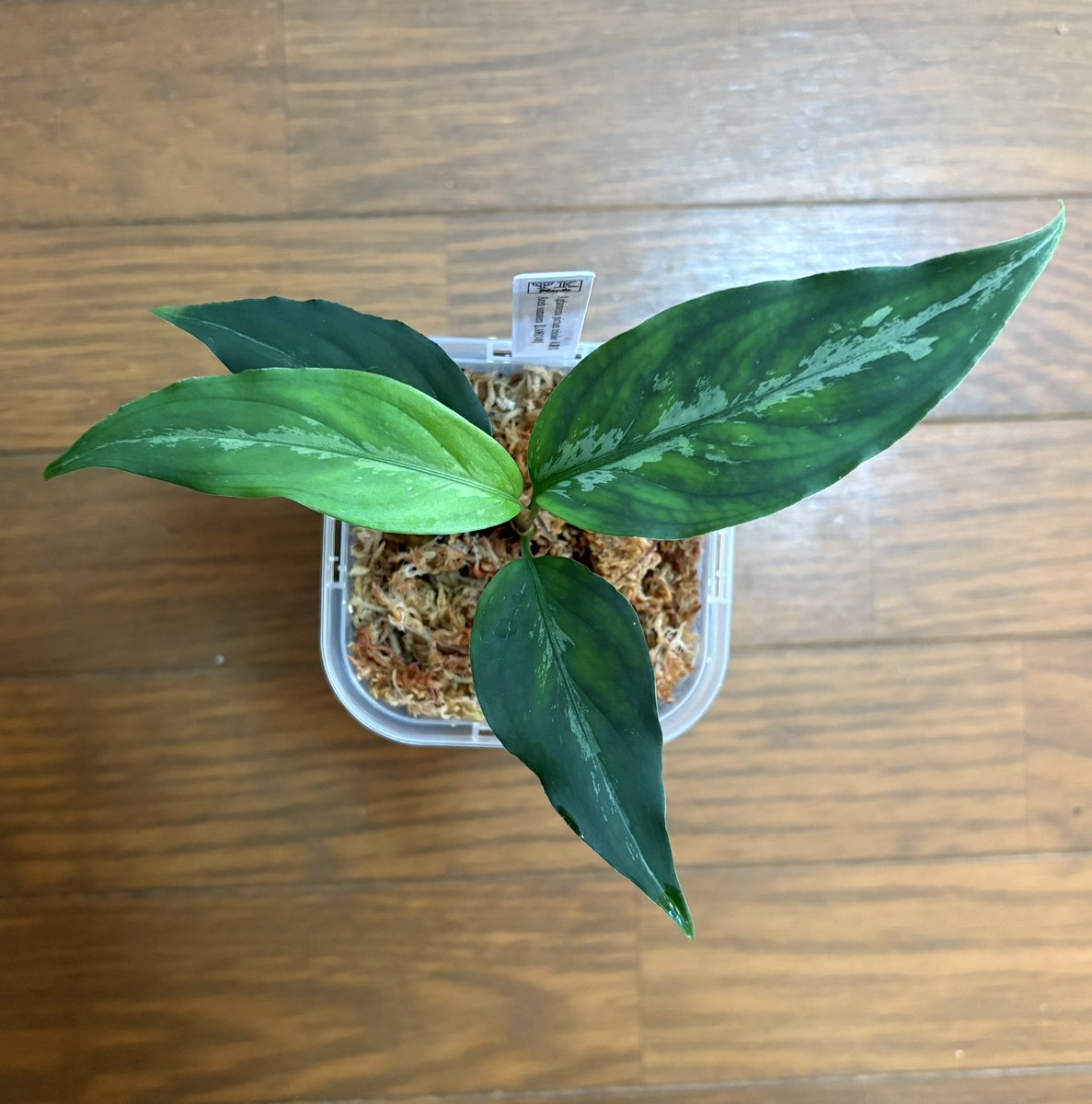 Y.KANETA Aquarium＆ Plants 🪴🐟 (@kaneta_y) / Posts / X