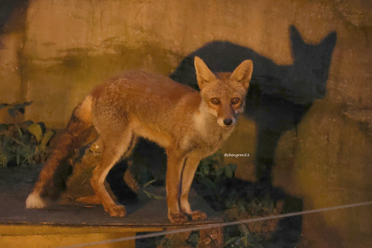 きつねは夜、増える(アオイ♀) #富山市ファミリーパーク #ホンドギツネ