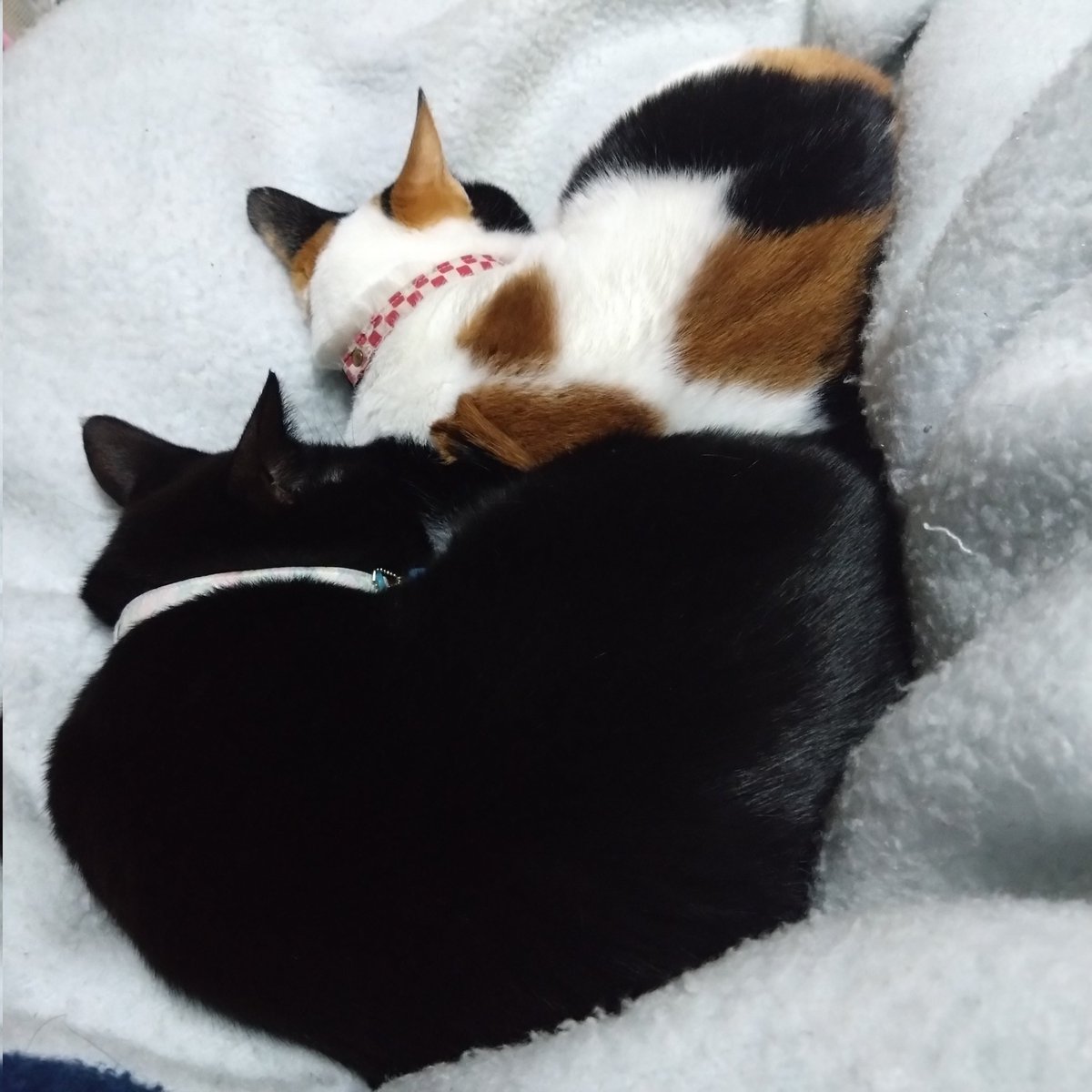 みけねこ。 (@mike_myi) / Posts / X