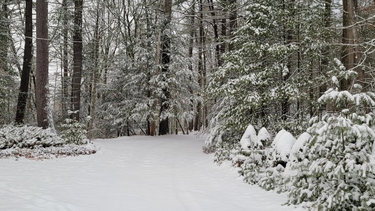 Winter Wonderland! 🌲❄️
#WinterVibes #NatureLovers 
#NatureBeauty #tuesdaymotivations