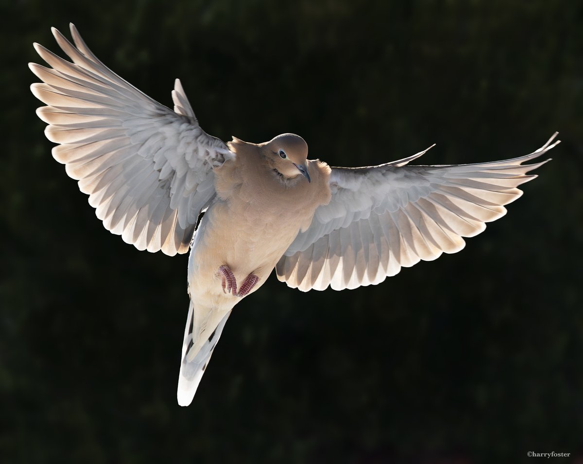 harry_fosters's tweet image. Two shots of birds today(so far) First is a Mourning #Dove looking like a princess for sure, then a shot of a #BlueJay landing close to a Cardinal already on the feeder and not looking to happy with #Sammy for butting in.#NaturePhotography