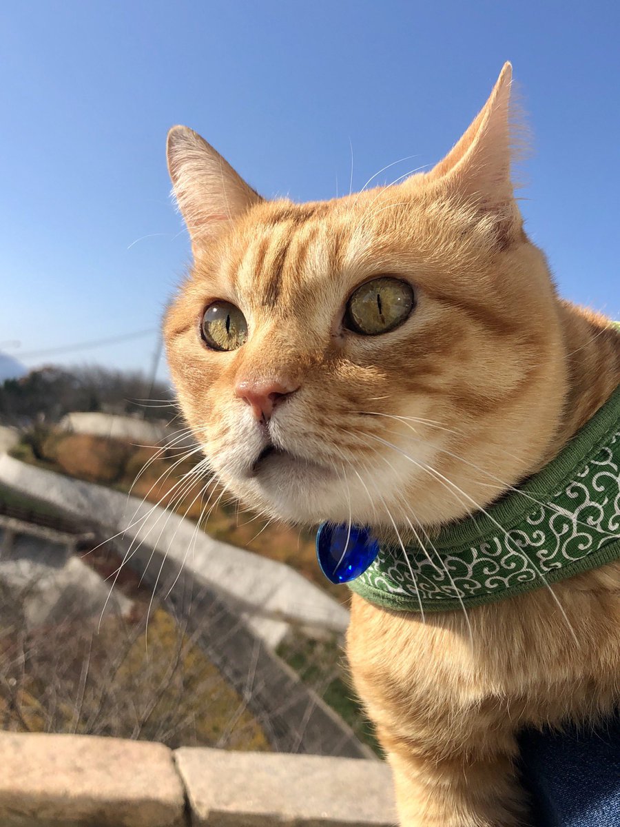 猫 時をかける猫ニャ513 