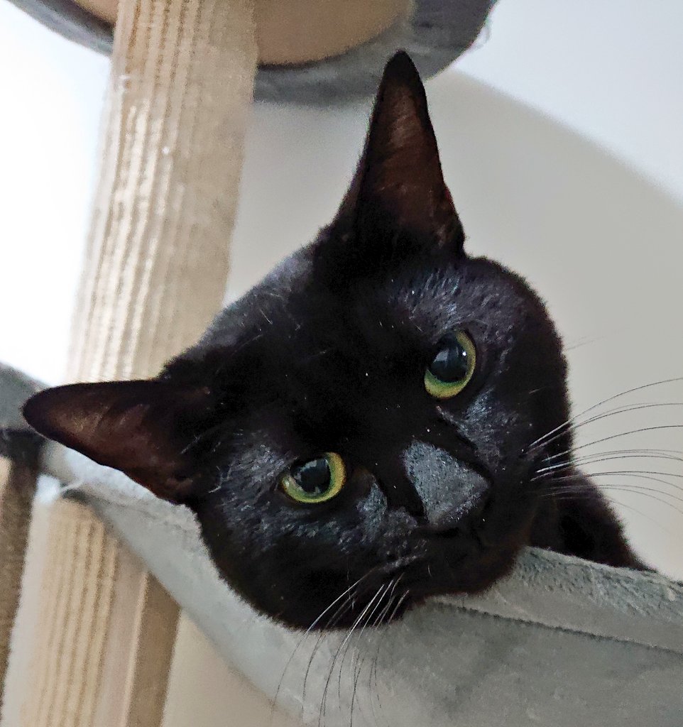 黒猫一家🐭 (@arca20220921) / Posts / X
