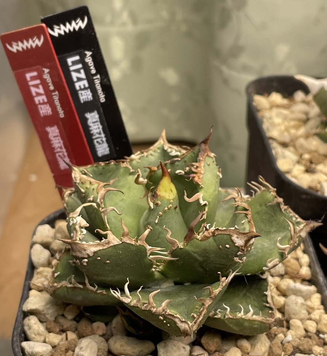 st-TAKA (@Mr_Green213) / Posts / X