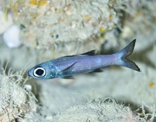 fish looking ass fish just. fish