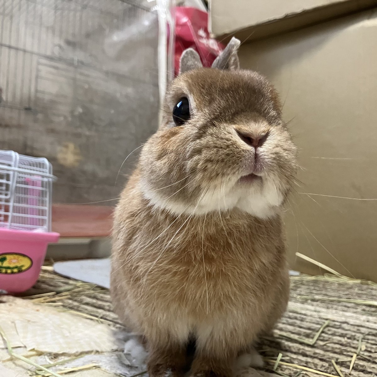 おはようさぎ #うさぎ