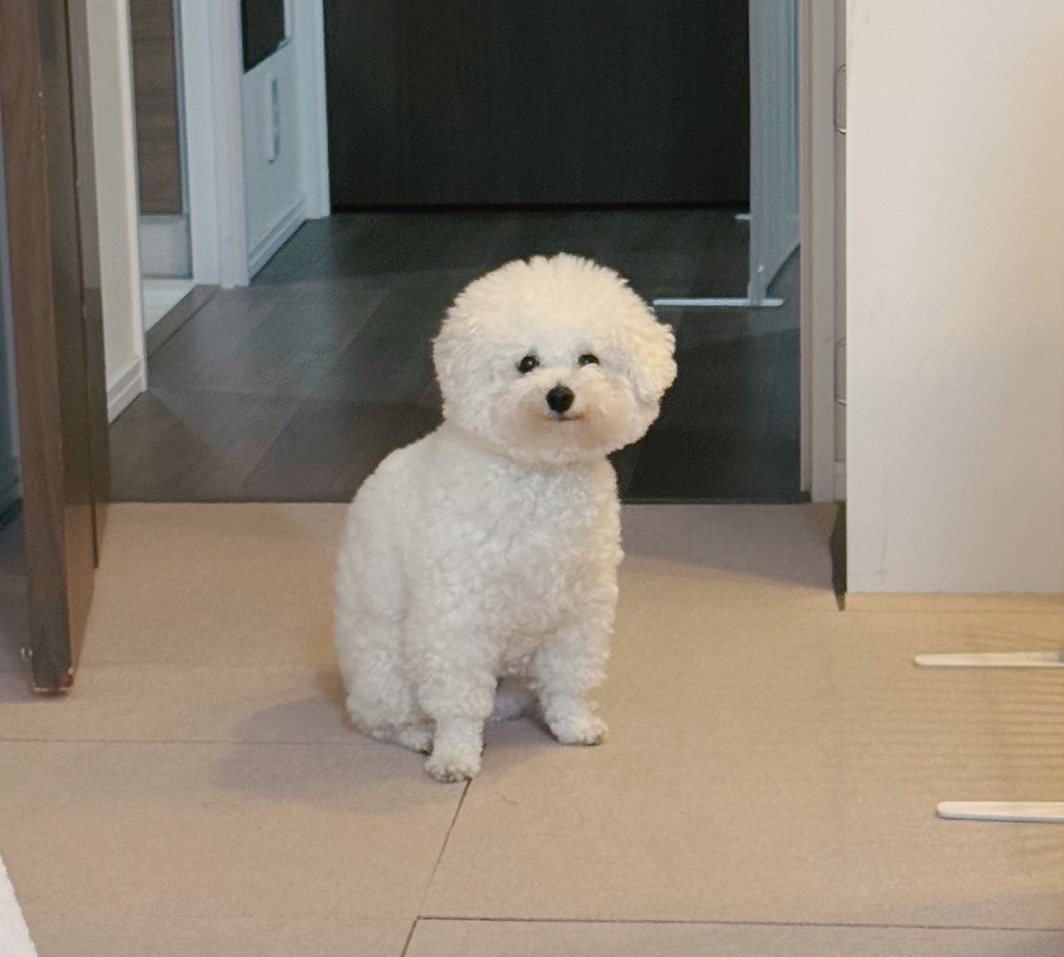 バナナをちょっともらえることが確定しているので、キッチンの横で既に嬉しそうな顔で待機している犬