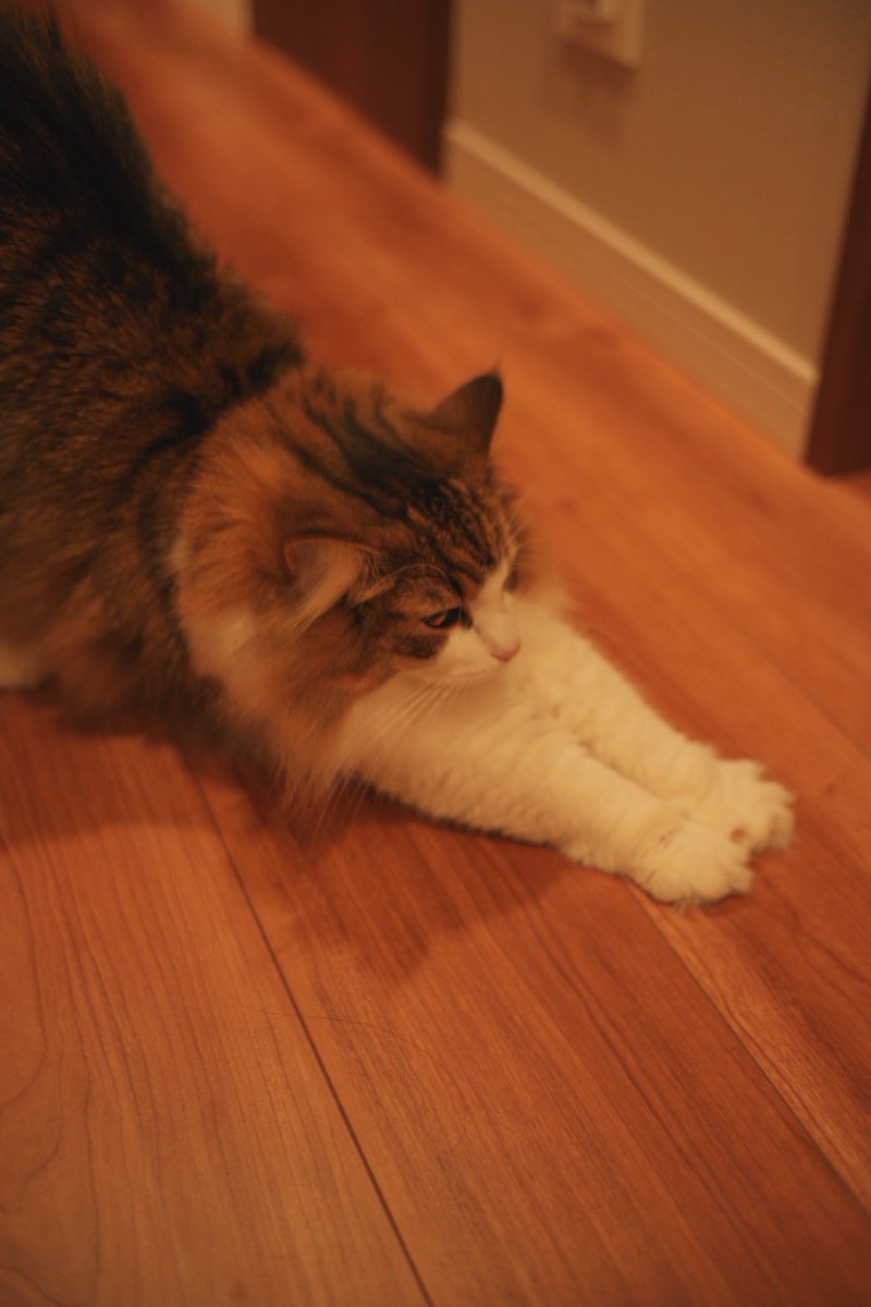 Post by broooock on X: 最近のうちの子