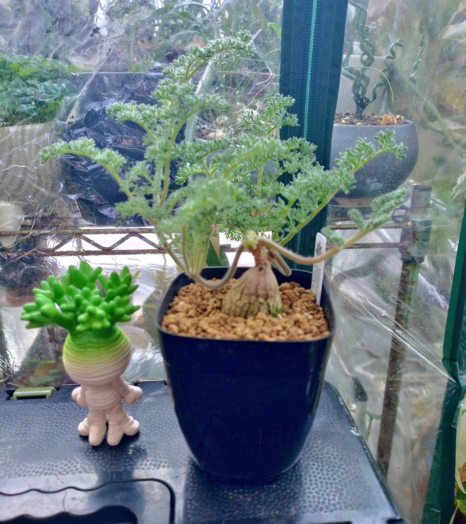 ペラルゴニウム トリステ 現地球 冬型 発根済 コーデックス 塊根植物