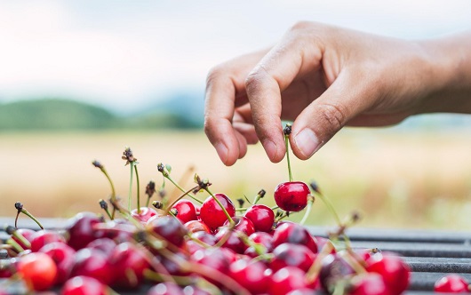 #Cerezas: Cambio climático obliga a replantear estrategias en su producción