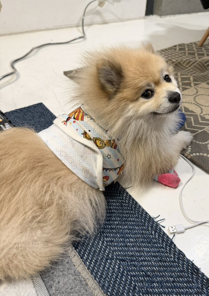 デカポメ🐶⛩️ポルくん🗼 (@AccessoryshopF) / Posts / X