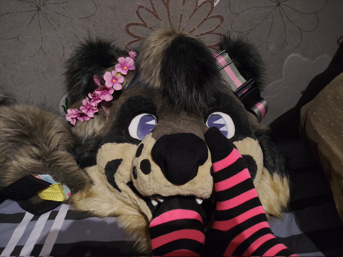 Looks like you really enjoyed my last post - I never imagined getting over 500 likes on any of my pics xD
Gotta take more like it - and maybe order some Angypaws in the future.
Have this in the meantime lol