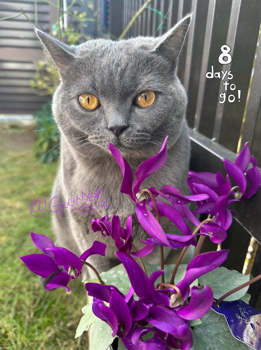 グーニャン (@GuuNyan0512) / Posts / X