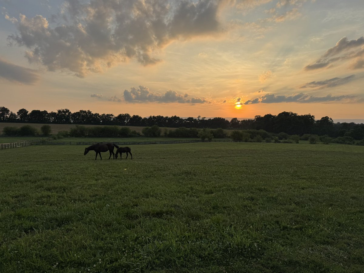 A pasture, a sunset, a mare and her foal—peace made visible.
