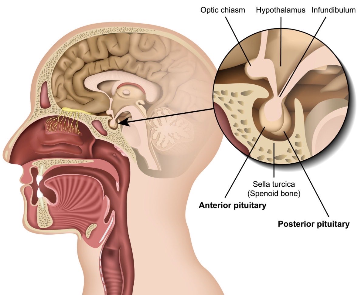 “Posterior pituitary is under your control as a dentist. 
You control that person’s tendencies towards floating suicidal thoughts, towards I love you to I hate you, all of these things.  
All of the basic 22 emotions are under the control of the dentists &amp; the bad thing is,