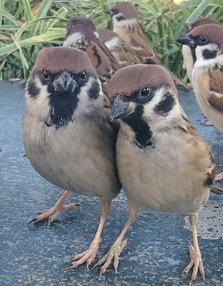 ピピピ (@pi_pipi33) / Posts / X