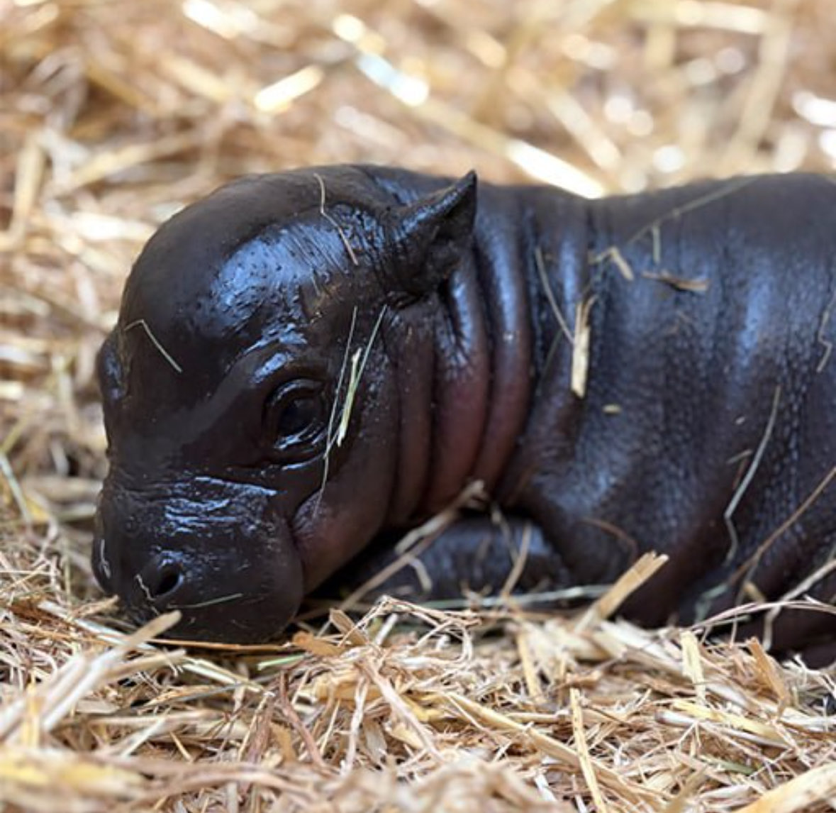 $panya 240k

ACTnN2mtRDibt6N6NbqVoU1vkTcoJ6jKXL5FPk3xpump