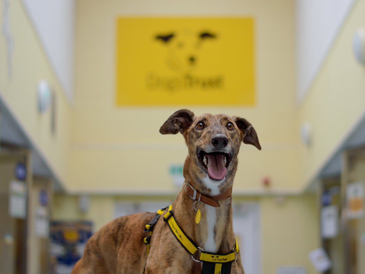 DogsTrust's tweet image. Great news, we are one step closer to the banning of greyhound racing in Wales! The Senedd has voted to proceed to Stage 2 of the Greyhound Bill, which sets out plans to ban it. Since 2017 4,034  greyhounds have died or been put to sleep because of their involvement with racing