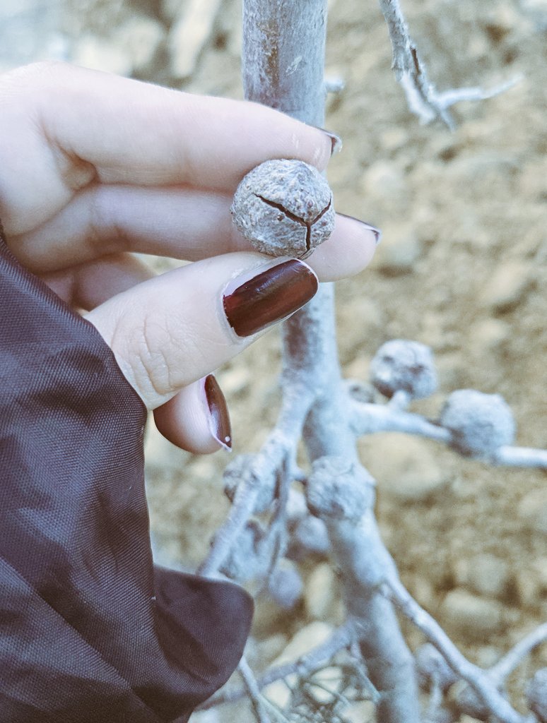 haticeaydogdu's tweet photo. Ehline denk gelmeyen her şey ziyan olur. 
Can da inci mercan da. https://t.co/3268FZ0app